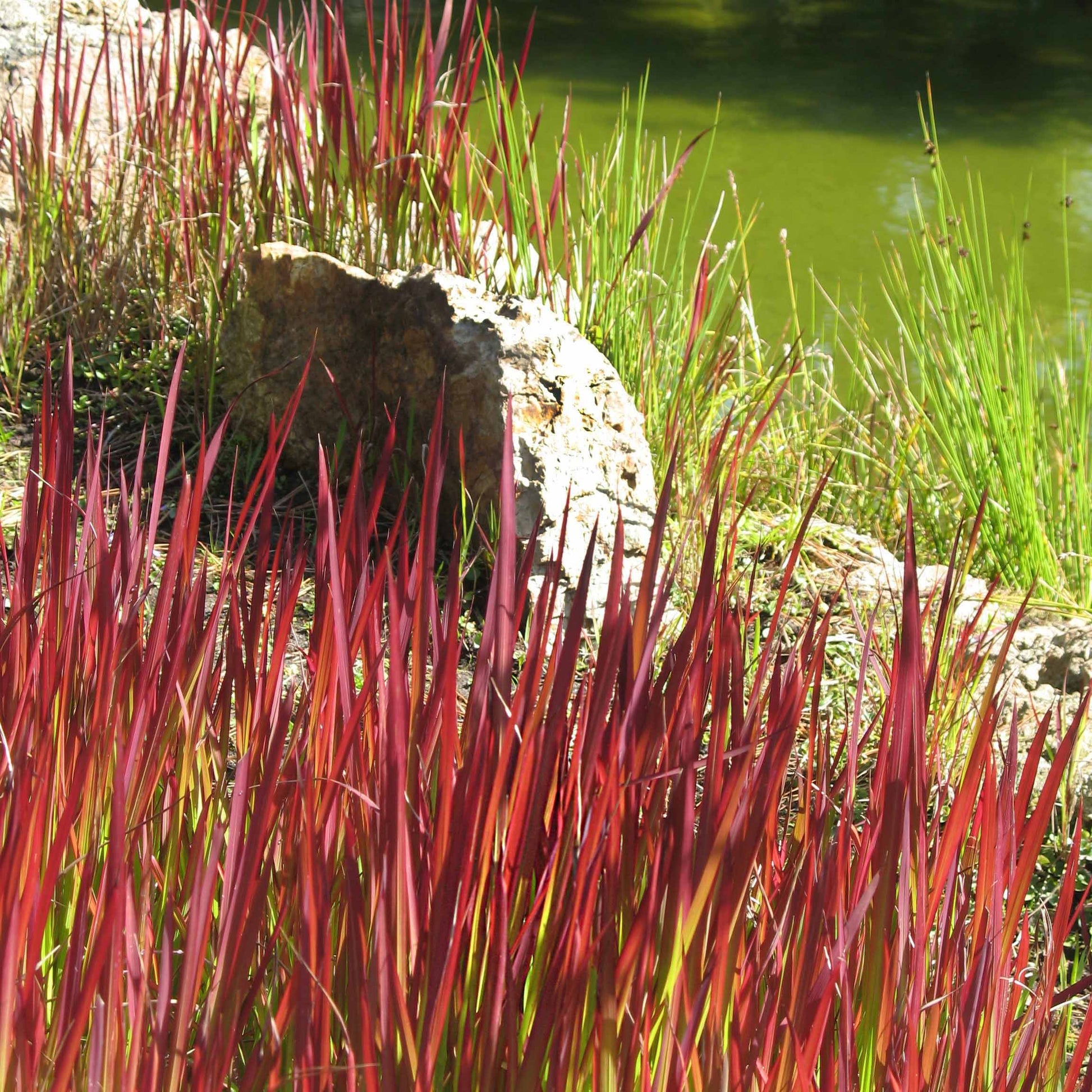 Vente 2 Imperatas Red Baron - Imperata cylindrica red baron
