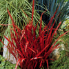 Imperata cylindrica red baron - 2 Imperatas Red Baron - Graminées