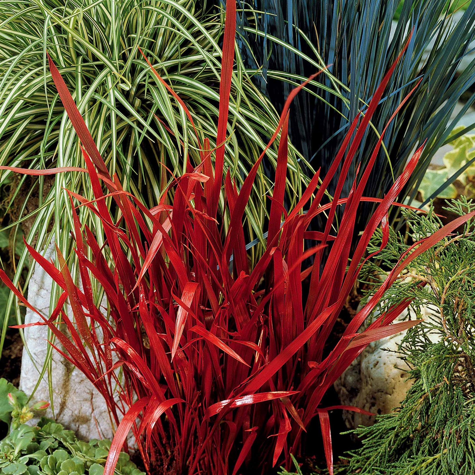Imperata cylindrica red baron - 2 Imperatas Red Baron - Graminées