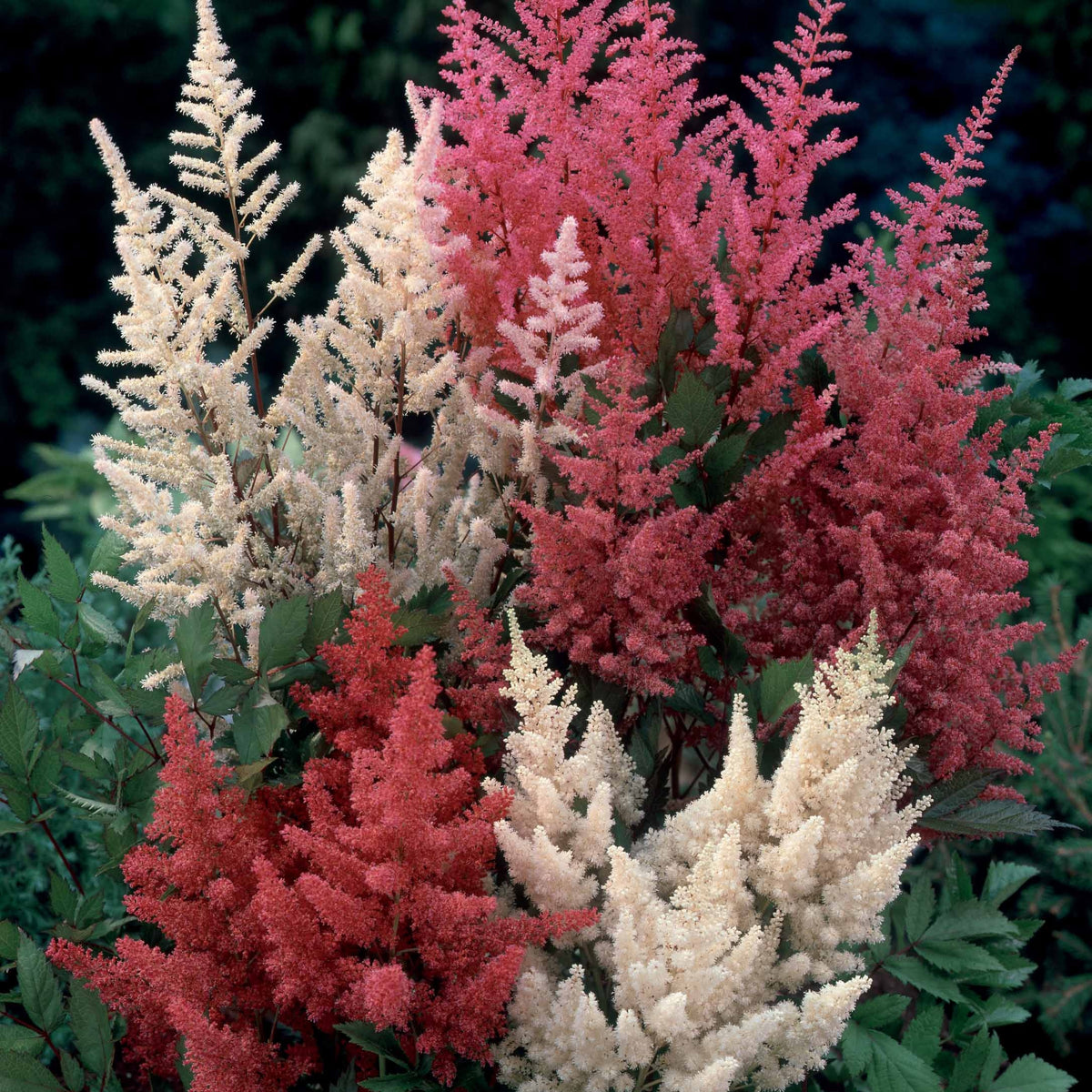 4 Astilbes en mélange - Astilbe - Bakker