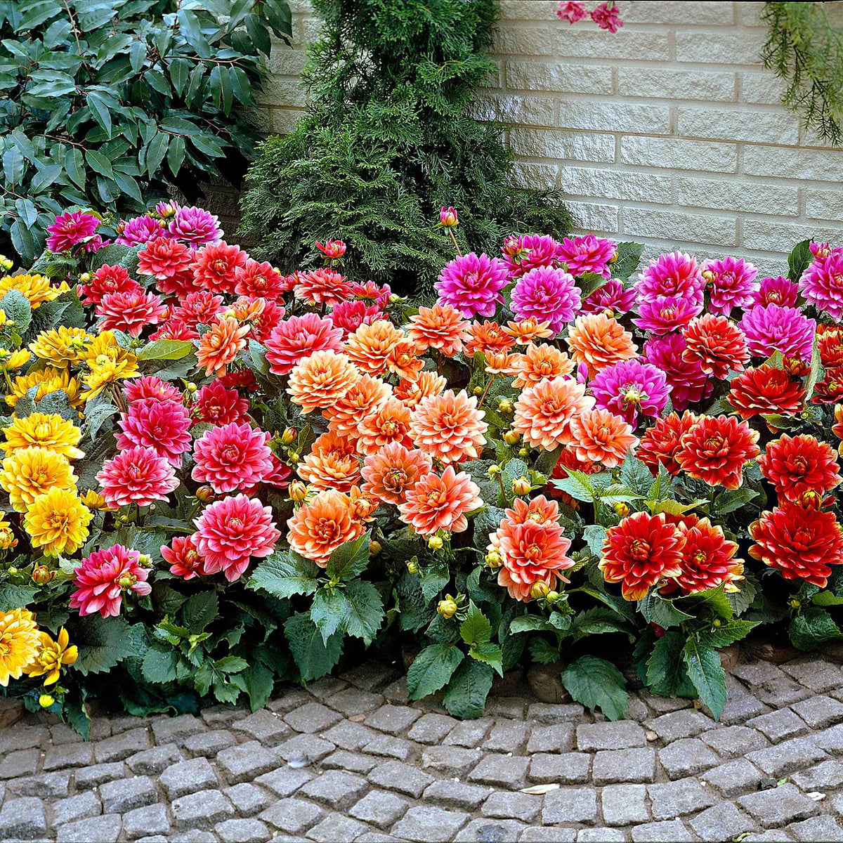 Dahlia nain décoratif en mélange - Dahlia berliner kleene, bluesette, margareth kleen - Bakker