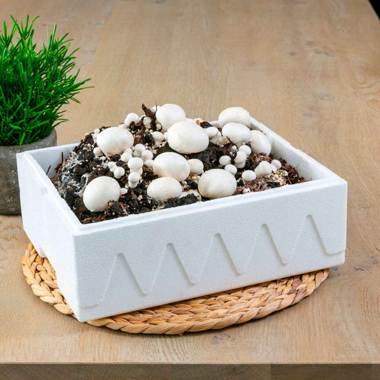 Kit champignon blanc de Paris - Bakker
