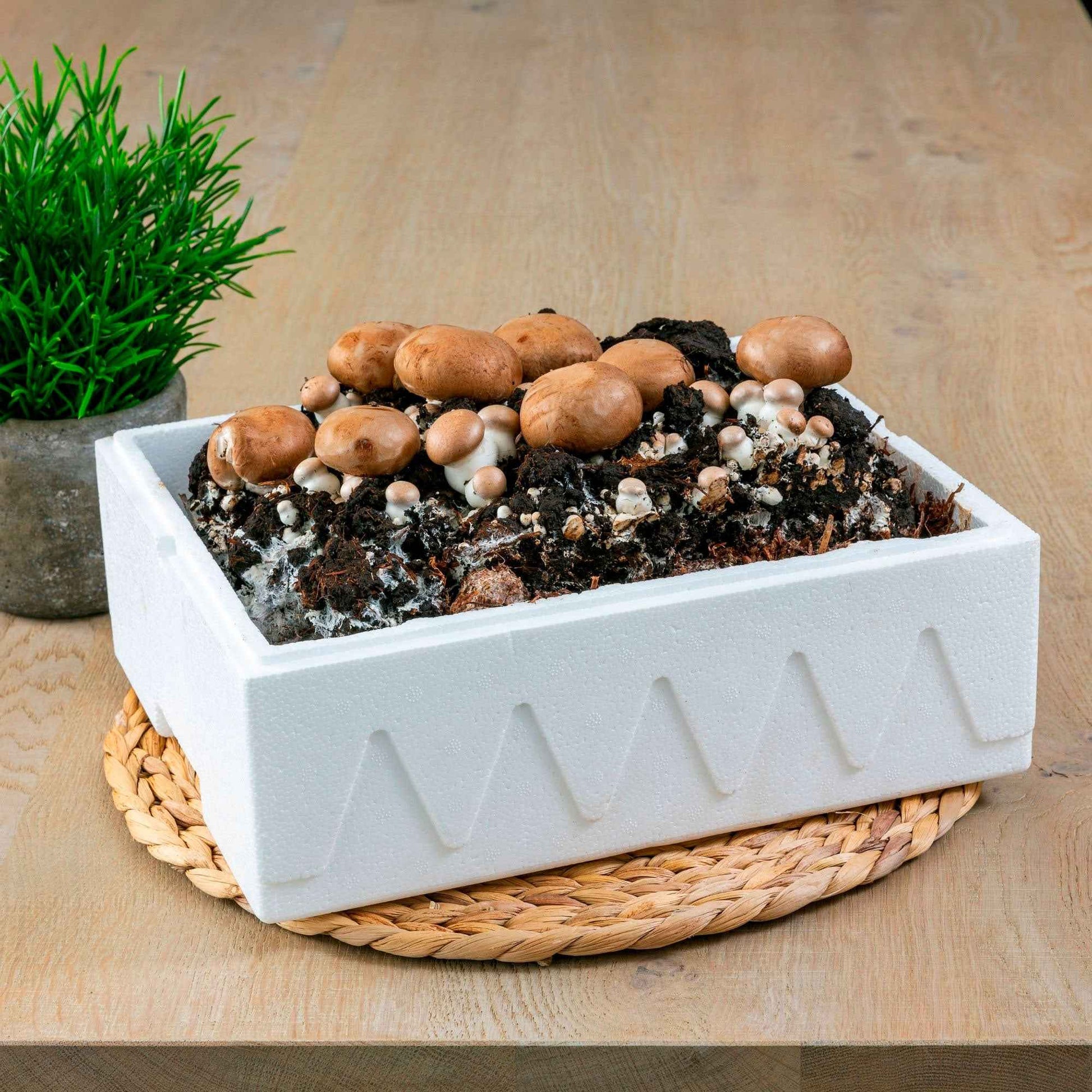 Kit de culture de champignons - Champignons