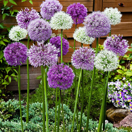 15x Ail d'ornement Allium - Mélange 'Fantasia' violet-blanc - Ails d'ornement - Allium