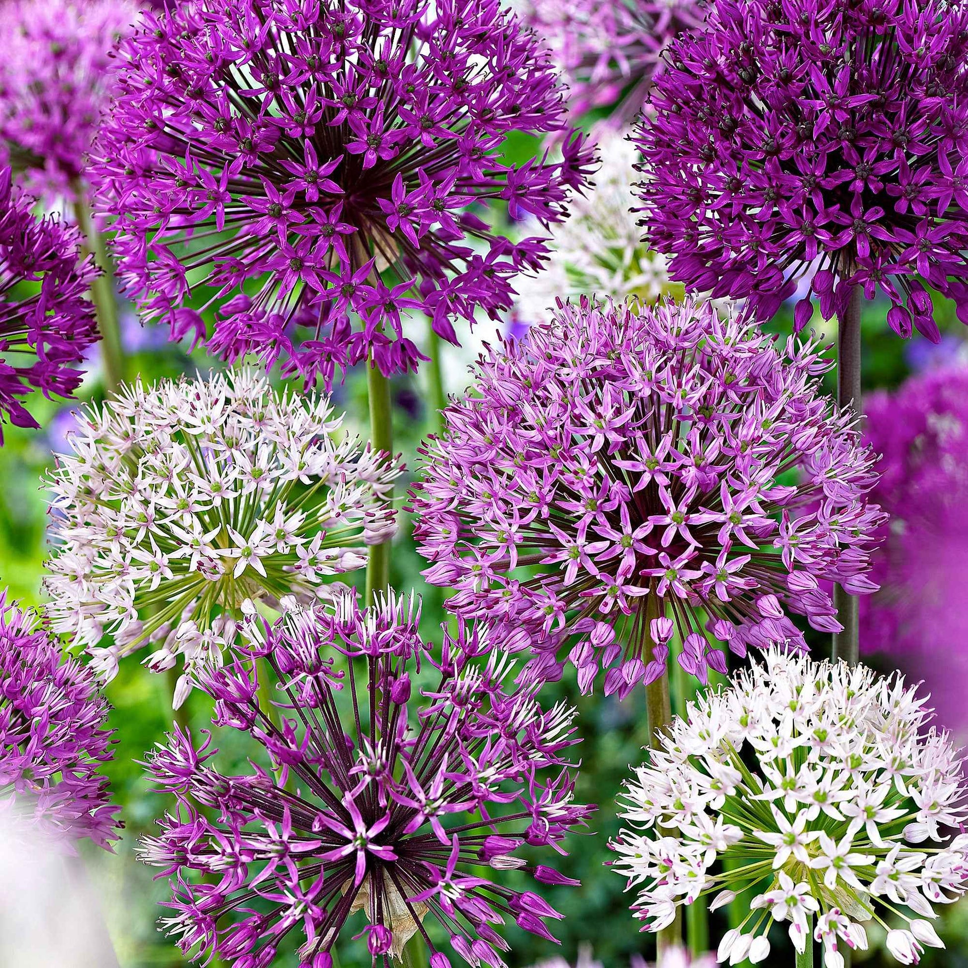 15x Ail d'ornement Allium - Mélange 'Fantasia' violet-blanc - Arbustes à papillons et plantes mellifères