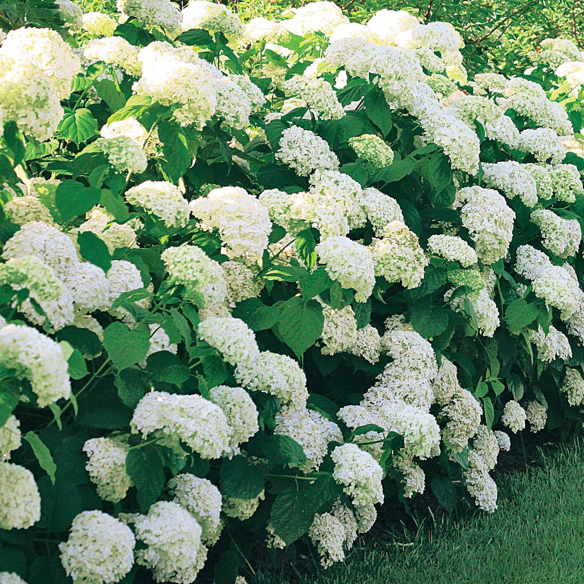 Vente Hortensia 'Annabelle'