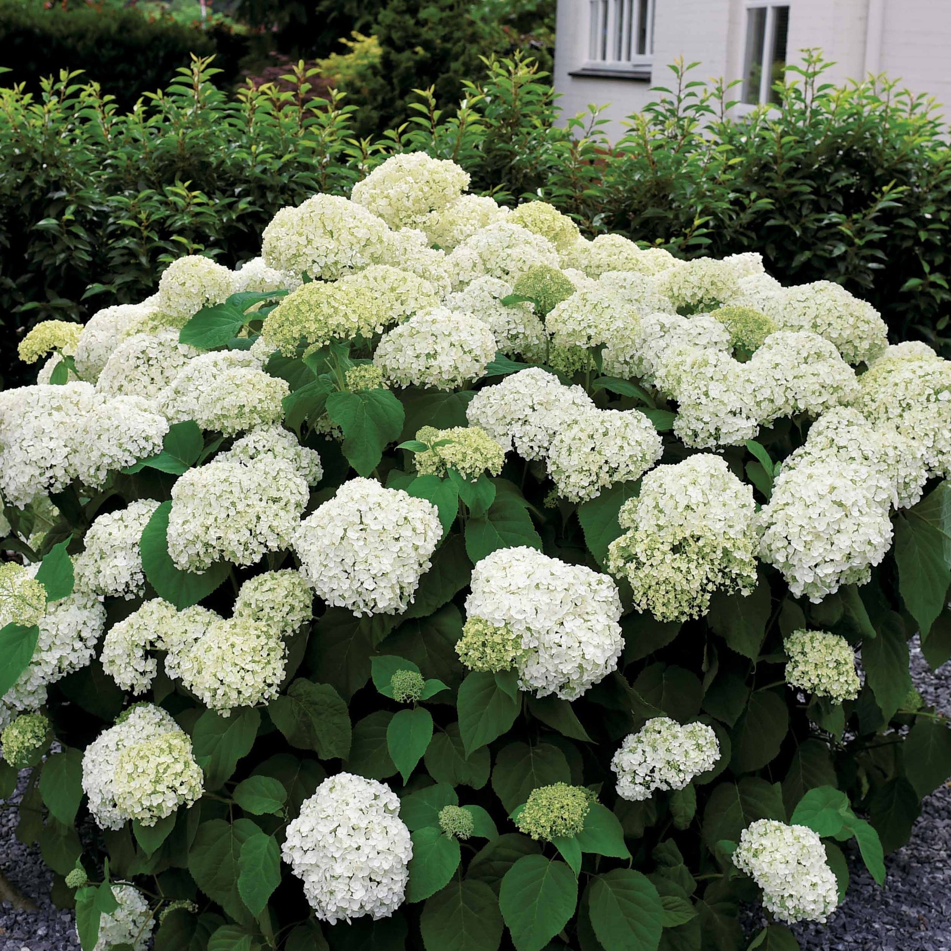 Vente Hortensia 'Annabelle' - Hydrangea arborescens Annabelle