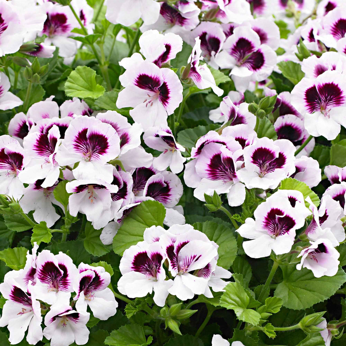 Pelargonium crispum lizzy - 3 Pelargoniums odorants Mosquitaway Lizzy - Géranium - Pélargonium