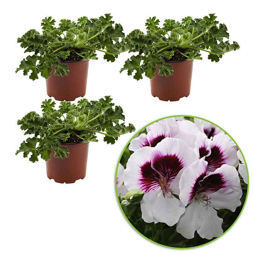 Géranium - Pélargonium - 3 Pelargoniums odorants Mosquitaway Lizzy - Pelargonium crispum lizzy