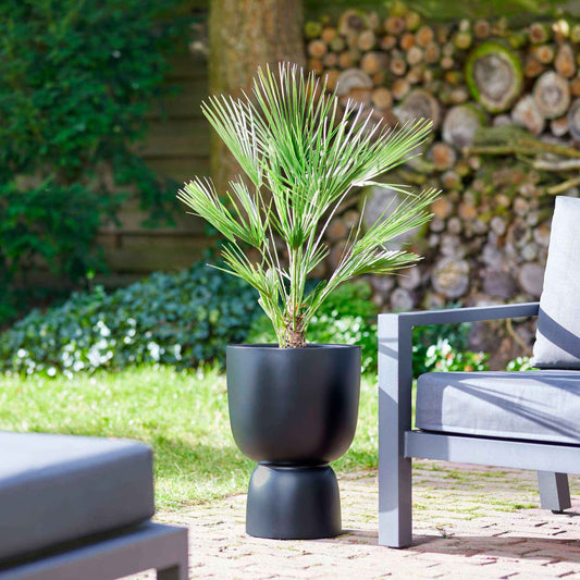 Palmier de Chine - Bakker