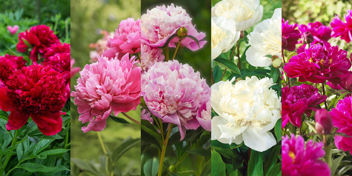Deal du moment :  5 Pivoines à -55%