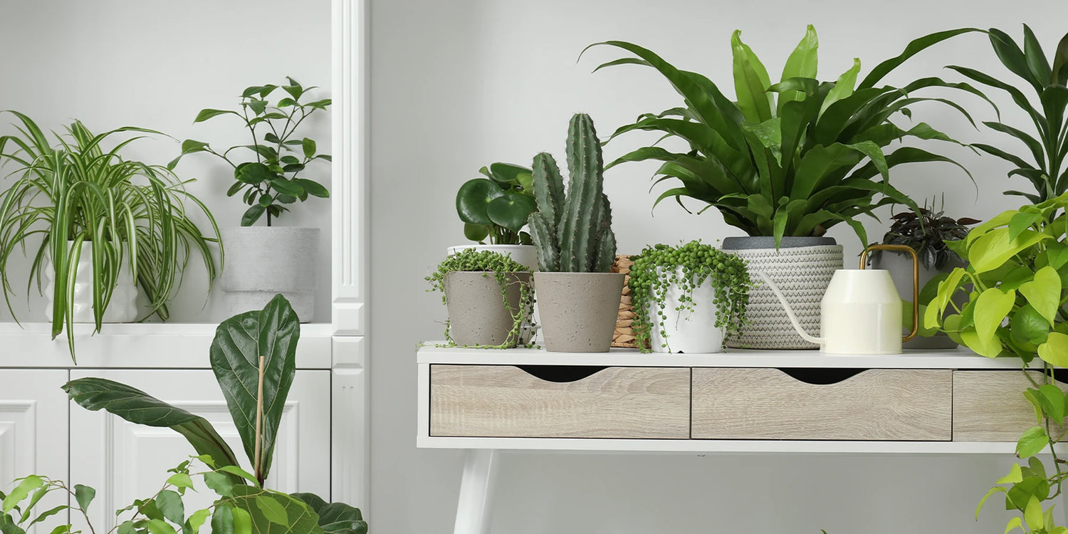 -20% sur les plantes d'intérieur avec INTERIEUR20