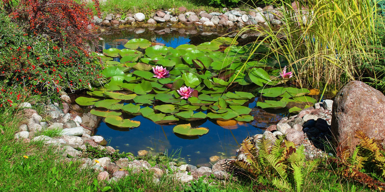 Découvrez nos plantes aquatiques jusqu'à -10%