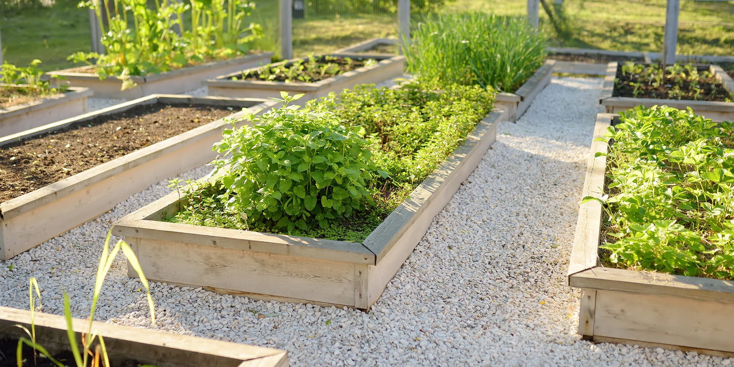 Le potager prêt à planter