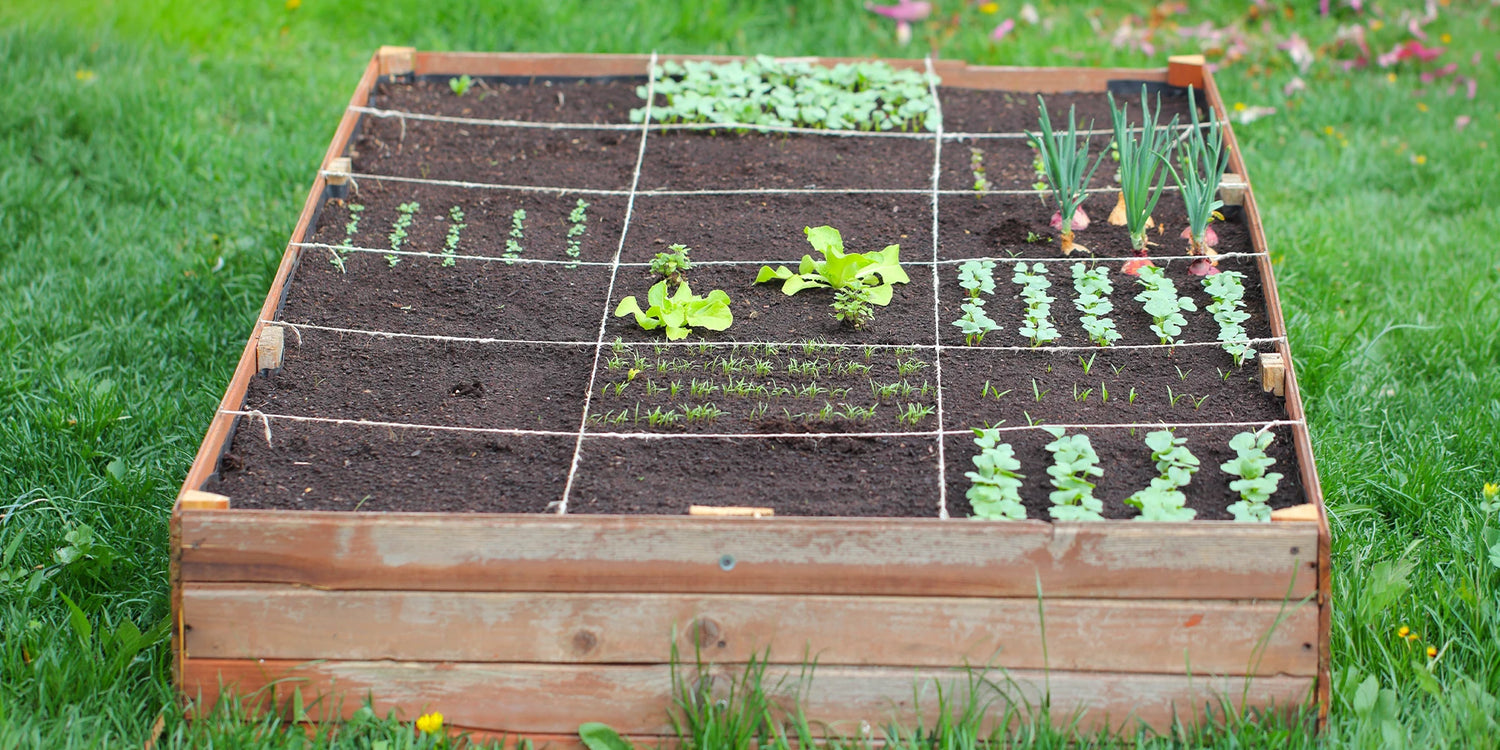 Le potager: Le moment idéal pour planter