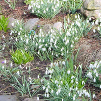 Perce-neige - Paquet XL - Bulbes de printemps