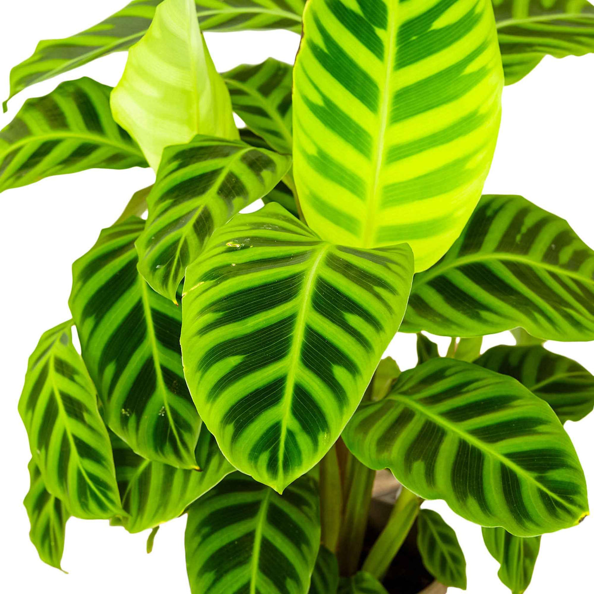 Calathea  zebrina - Calathea zebrina - Bakker