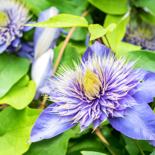Clematite 'Multi Blue' - Bakker