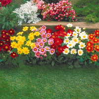 Vente 5 Dahlia miniature Topmix en mélange
