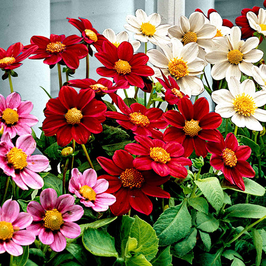 5 Dahlia miniature Topmix en mélange - Bakker