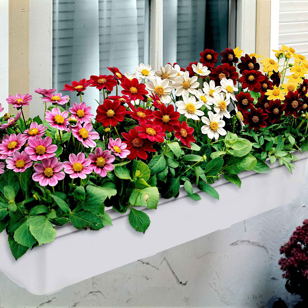 5 Dahlia miniature Topmix en mélange - Dahlias topmix - Bakker