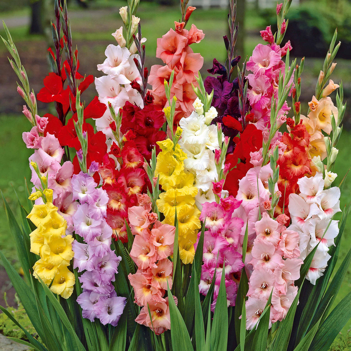 Gladiolus - Glaïeul à grandes fleurs - Mélange - Bulbes de Glaïeul