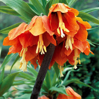 Bakker - Couronne impériale orange - Fritillaria imperialis - Bulbes d'été