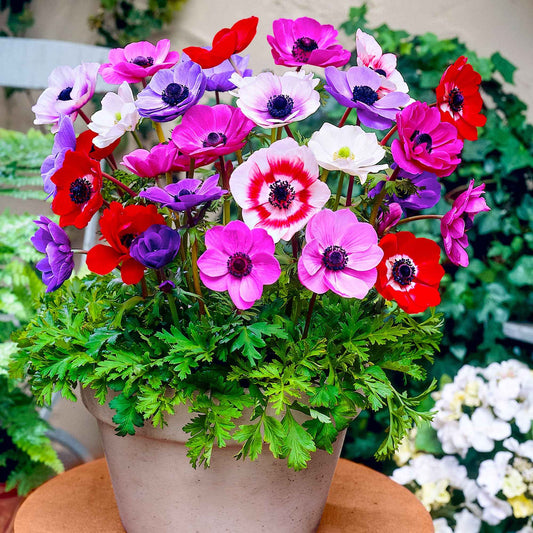 Bakker - Anémone de Caen en mélange - Anemone coronaria de caen