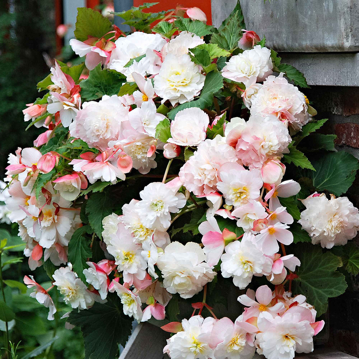 5 Bégonias parfumés Angélique - Begonia odorata angélique - Bakker