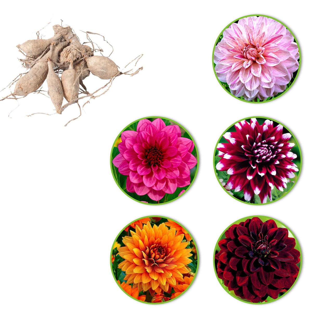 Dahlia - 5 Dahlias à grandes fleurs en mélange - Bulbes de Dahlia