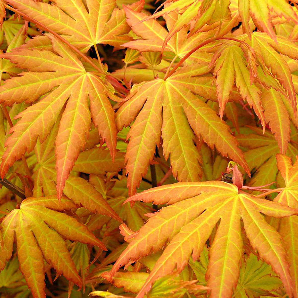 Acer palmatum Orange Dream - Érable du Japon 'Orange Dream' - Érable du Japon