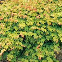 Bakker - Érable du Japon 'Orange Dream' - Acer palmatum orange dream - Érable du Japon