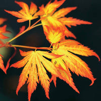 Bakker - Érable du Japon 'Orange Dream' - Acer palmatum orange dream