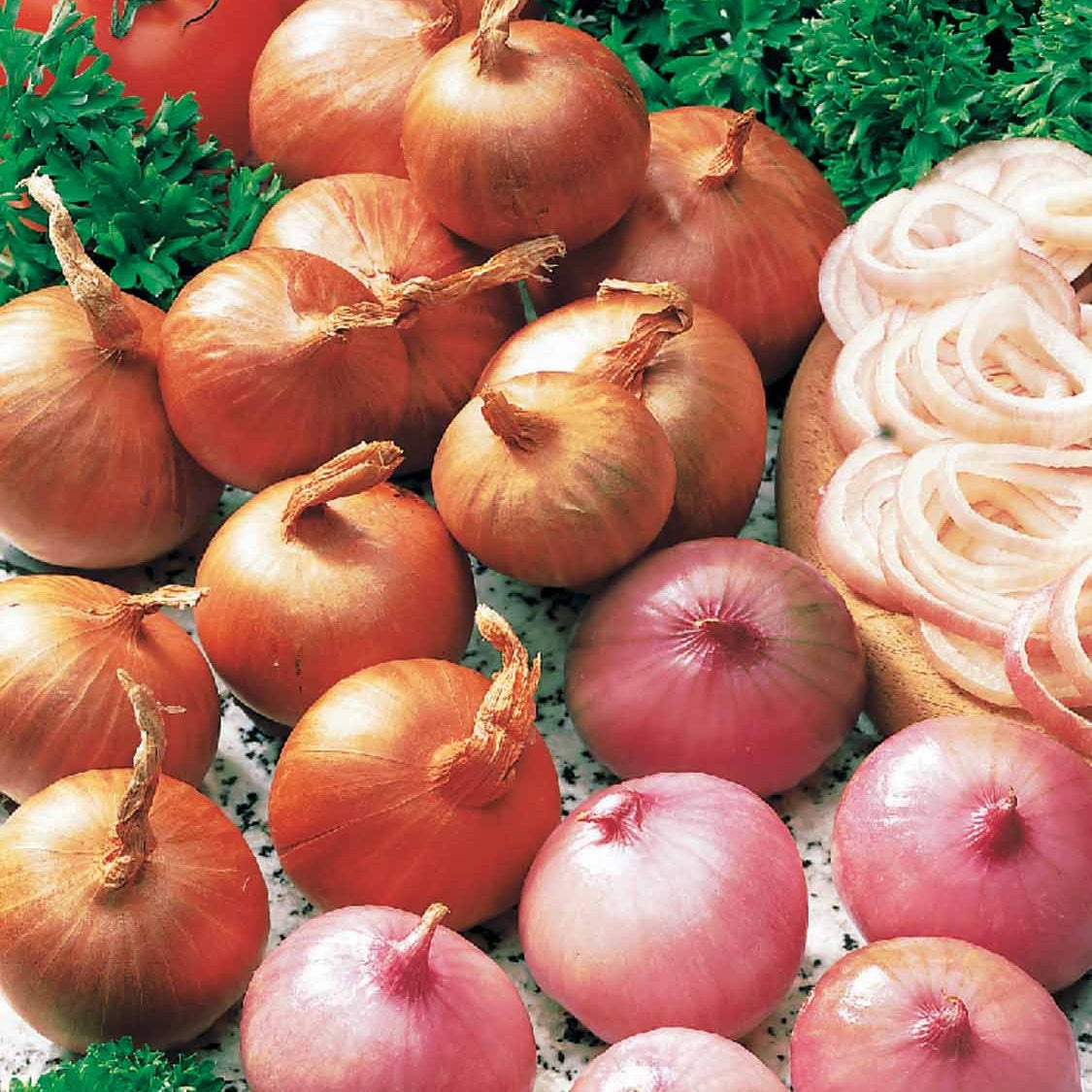 Echalote 'Red Sun' - Allium ascalonicum red sun - Bakker