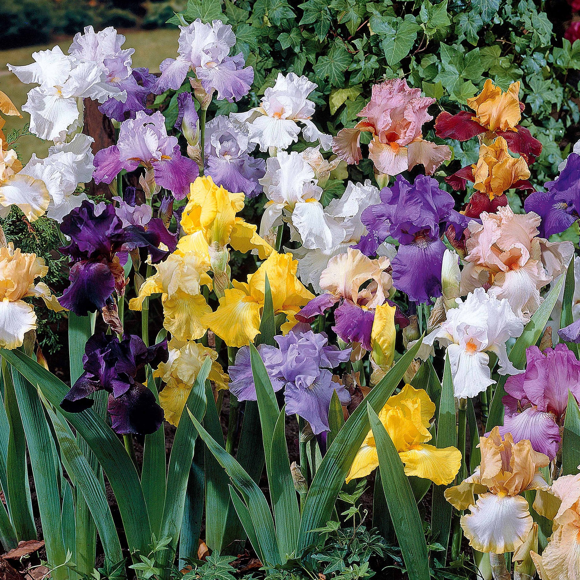 Bakker - 5 Iris de jardin en mélange - Iris germanica