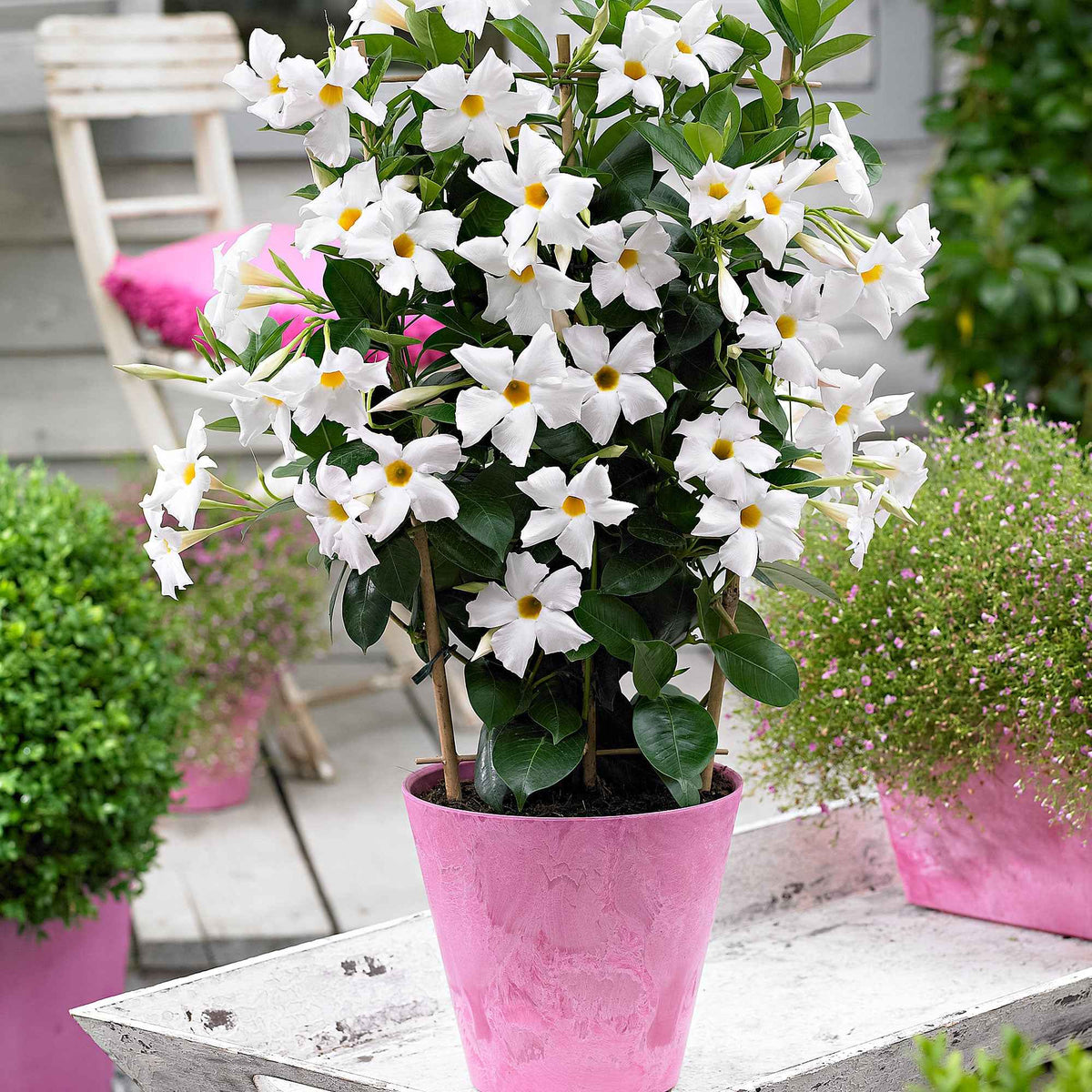 Jasmin du Brésil blanc - Bakker