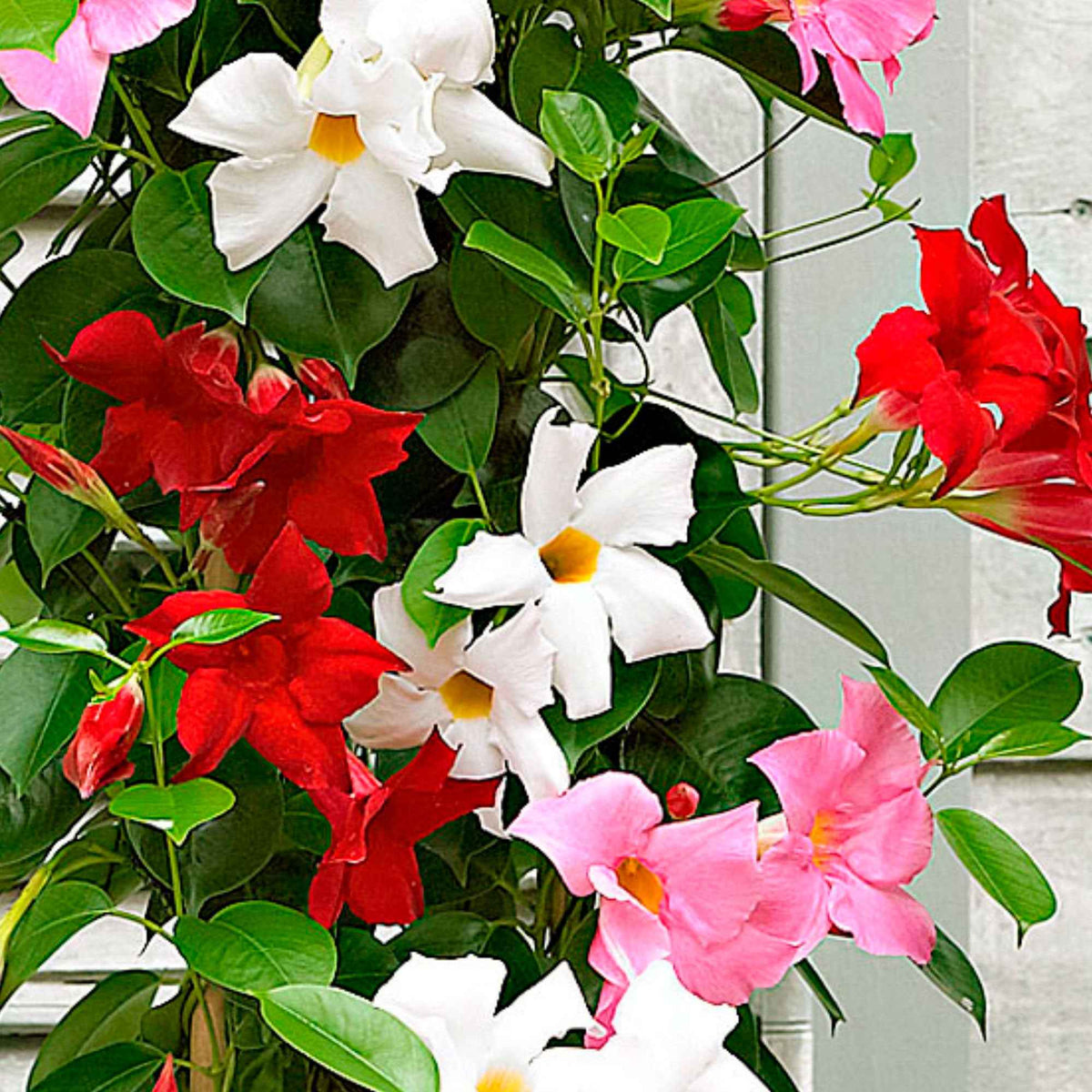 3 Jasmins du Brésil - Dipladenia en mélange - Dipladenia - Bakker