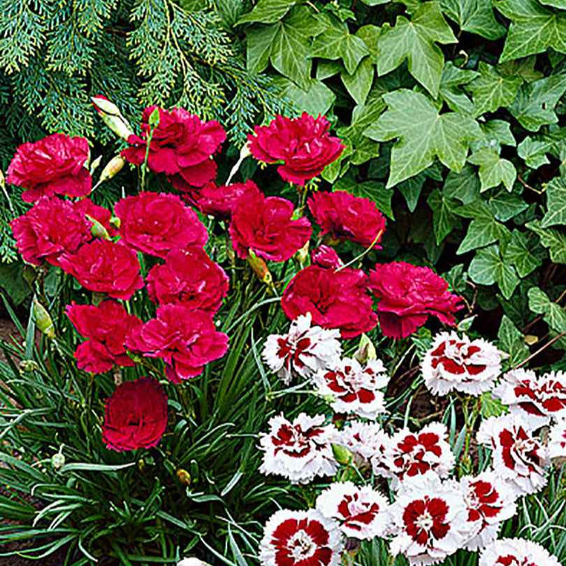 Œillet mignardise David - Dianthus plumarius David - Bakker