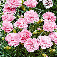 3x Géranium sanguin Dianthus 'Doris' rose - Plantes d'extérieur