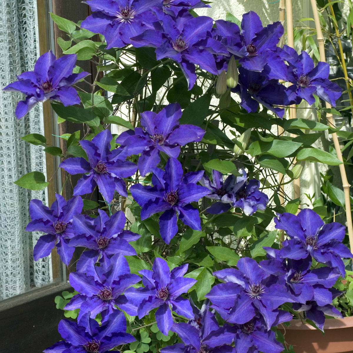 Clématite - Clématite 'The President' - Clematis Président