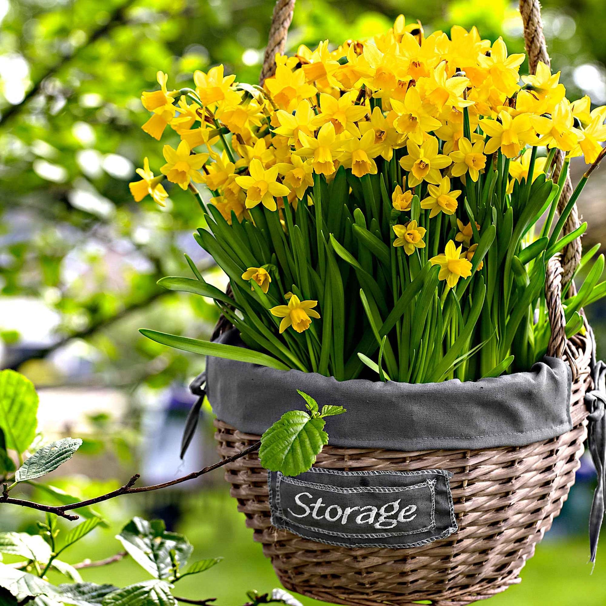 Narcisses  Narcissus ''Tête-à-Tête' ' jaune - Bulbes de fleurs populaires