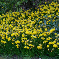 Narcisses  Narcissus ''Tête-à-Tête' ' jaune - Bulbes de fleurs pour la terrasse et le balcon