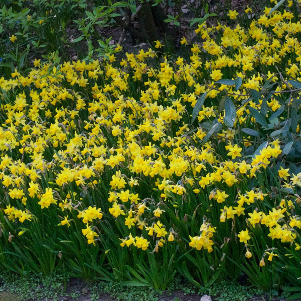 Vente 10 Mini-narcisses Tête à Tête - Narcissus cyclamineus Tête à Tête