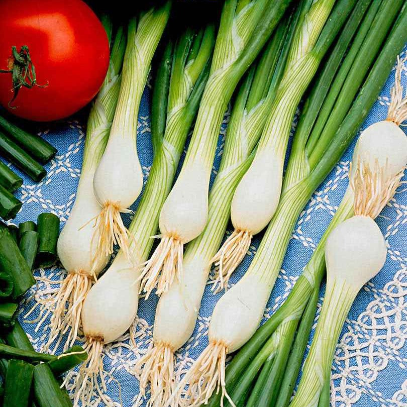 Allium cepa lisboa - Oignon blanc de Lisbonne - Bulbes d'oignons