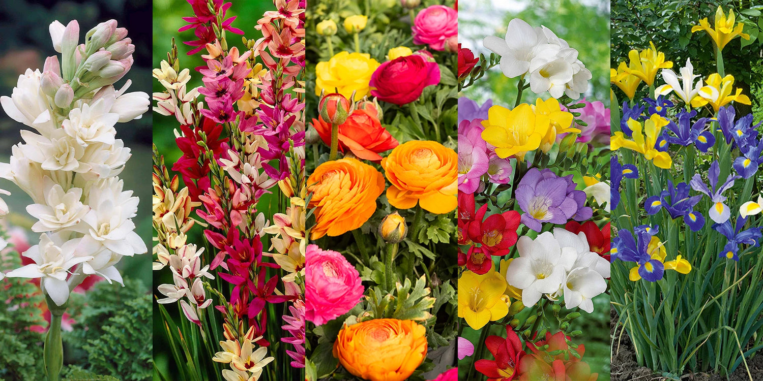 Deal du week-end -65%