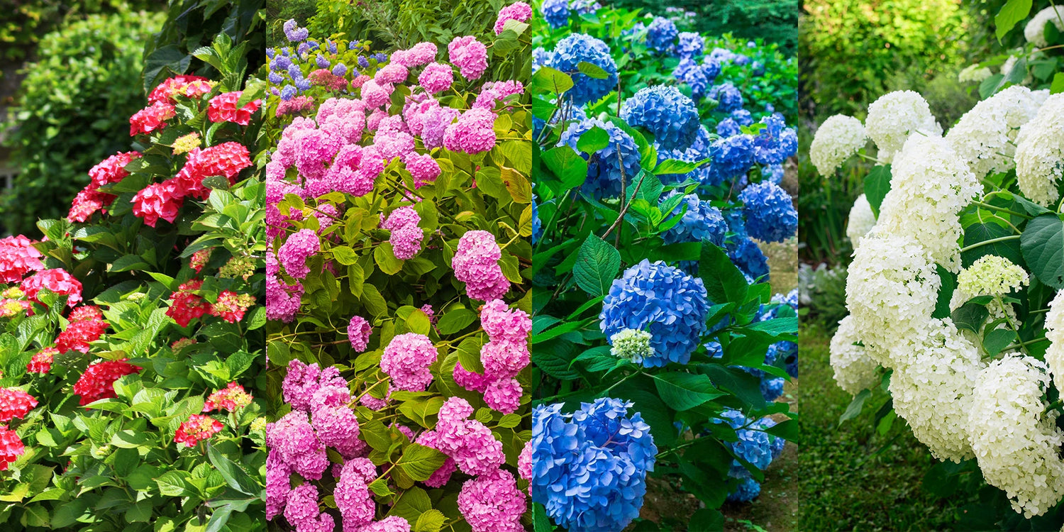 Weekenddeal: 4 hortensias à -50%