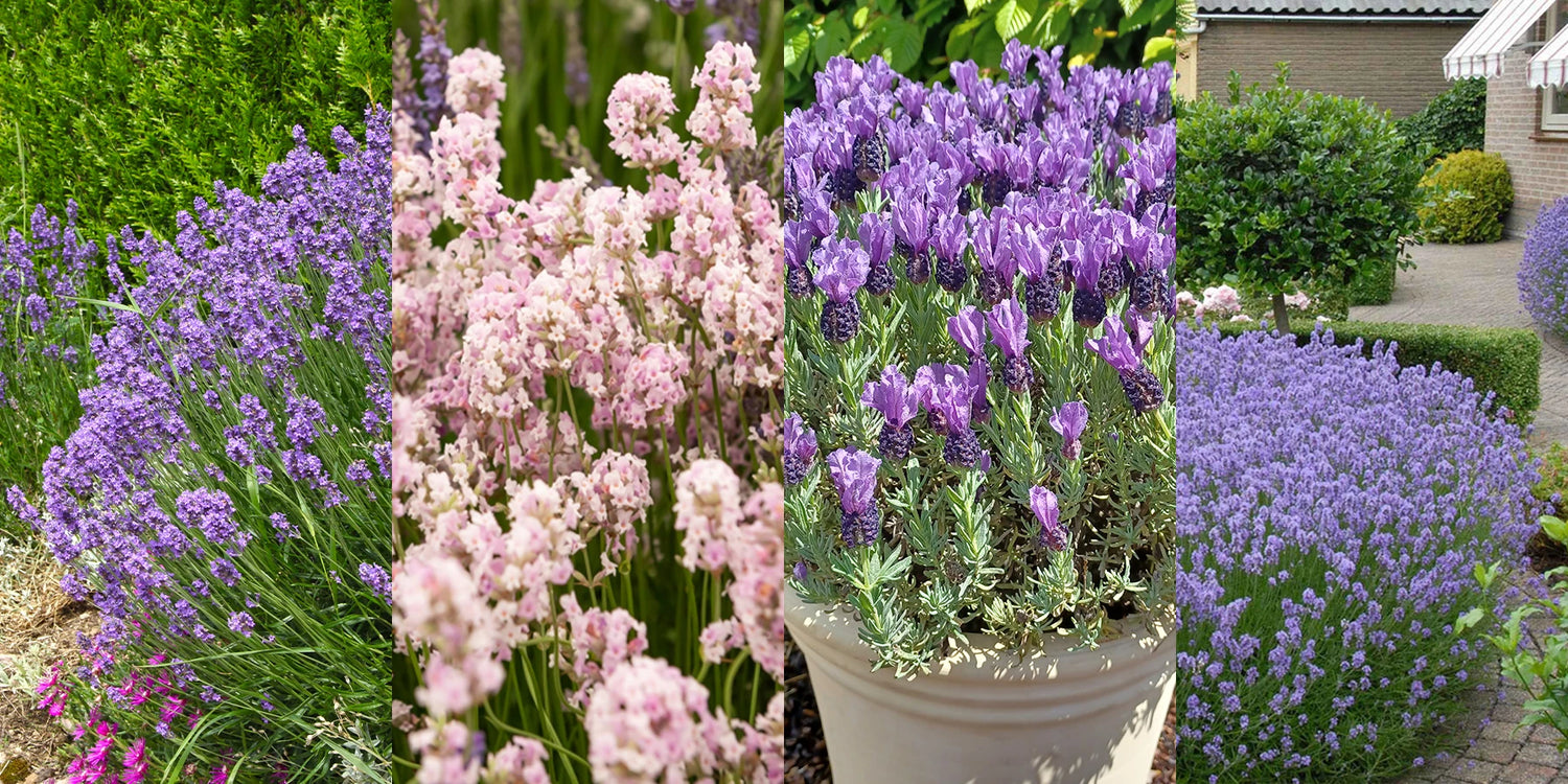 Deal de weekend jusqu’à -60% sur 5 variétés de lavandes !