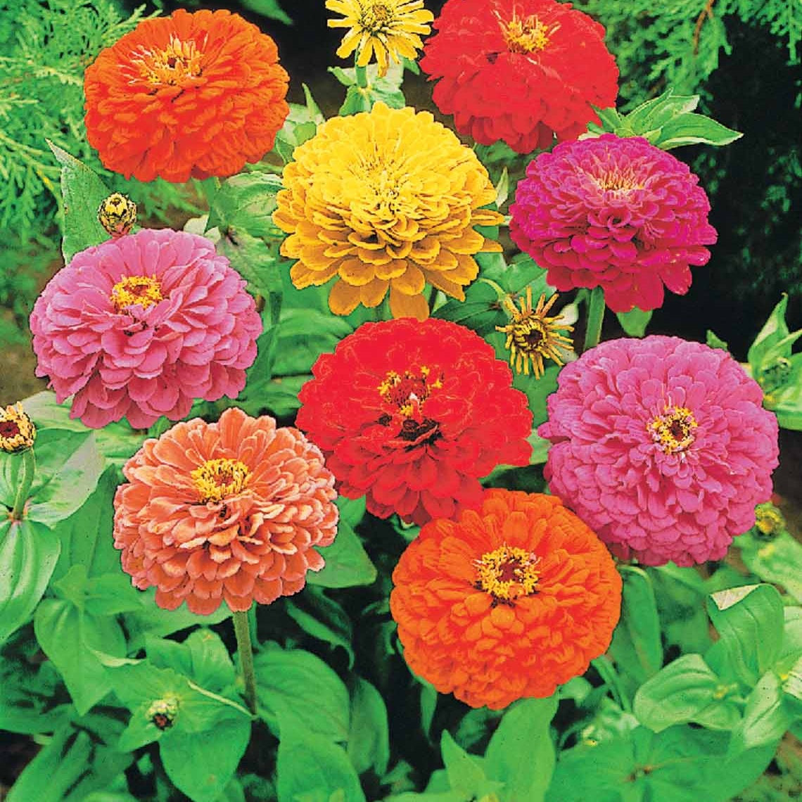 Zinnia à fleurs de dahlia en mélange - Zinnia elegans - Bakker