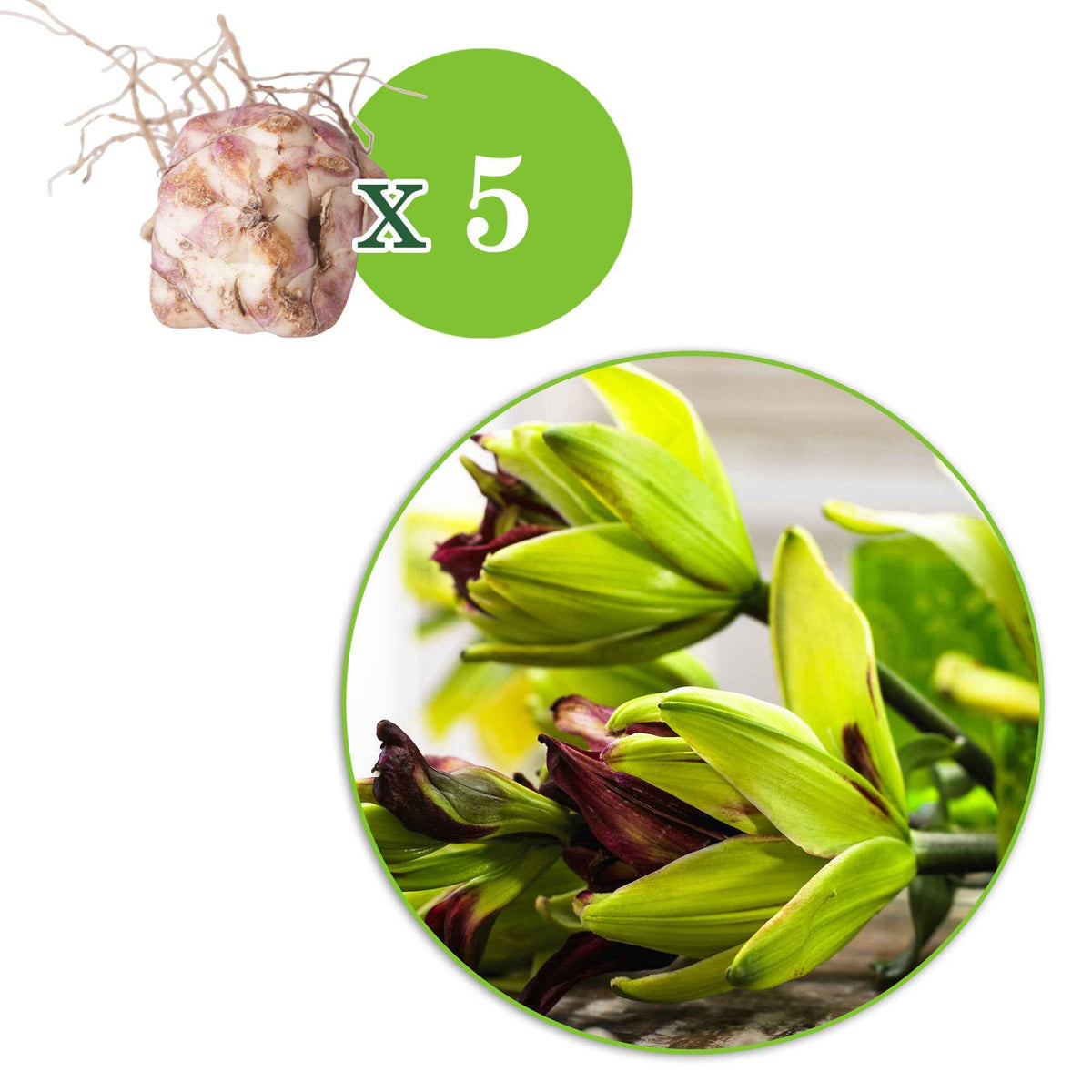 5 Lis asiatique Mystery Dream - Lilium asiaticum 'mystery dream' - Bakker