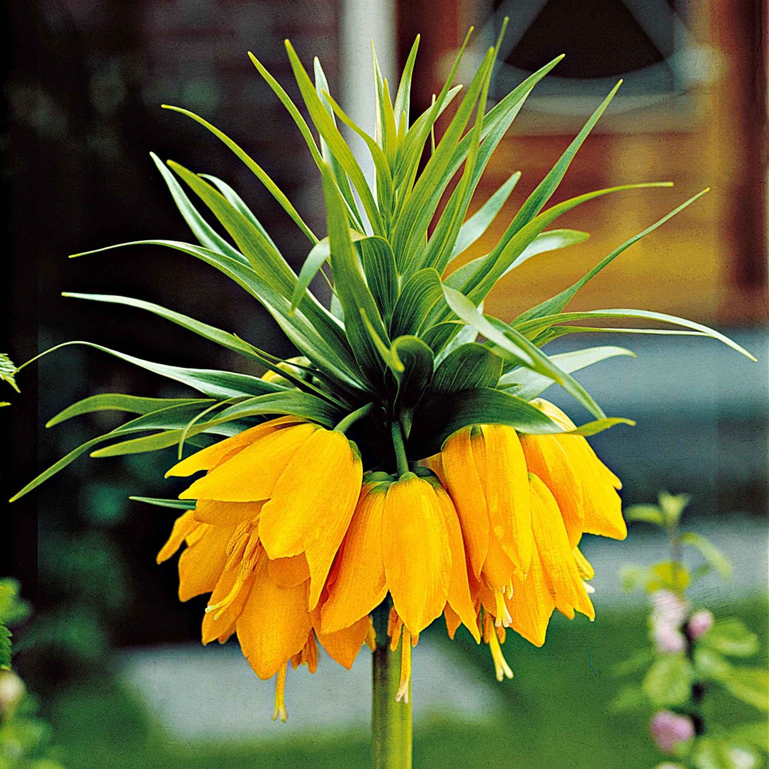 Bulbes de Fritillaria